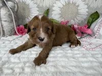 Kayla, a female Cavapoo for sale in Springfield, MO – 4 of 8