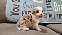 Toy size Caleb blue eyes !!!, a male Aussiedoodle for sale in Springfield, MO – 9 of 10