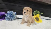 Clover , a male Cavapoo for sale in Springfield, MO – Photo 5 of 8