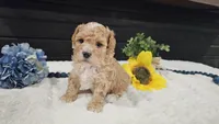 Clover , a male Cavapoo for sale in Springfield, MO – Photo 2 of 8