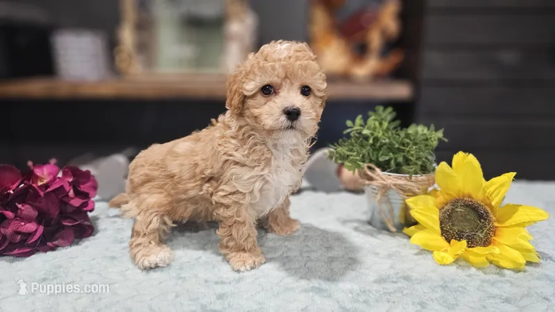 Clover  – Cavapoo puppy for sale in Springfield, MO