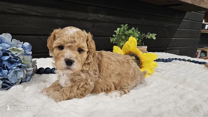 Clover  – Cavapoo puppy for sale in Springfield, MO