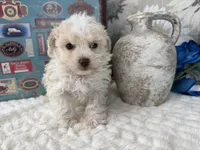 Keeton tiny toy size , a male Aussiedoodle for sale in Springfield, MO – 4 of 10