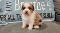 Toy size Clover blue eyes!!, a male Aussiedoodle for sale in Springfield, MO – 5 of 10