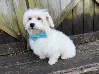 Ben, a male Maltese for sale in Springfield, MO – 3 of 9