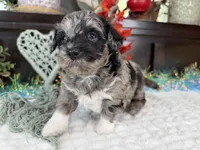 Matrix, a male Aussiedoodle for sale in Springfield, MO – 2 of 10