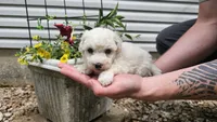 Casper, a male Bichon Frise for sale in Springfield, MO – 7 of 9