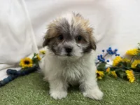 Trent, a male Mal Shi for sale in Springfield, MO – 10 of 10