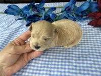 Pickles, a male Havapoo for sale in Springfield, MO – 9 of 10