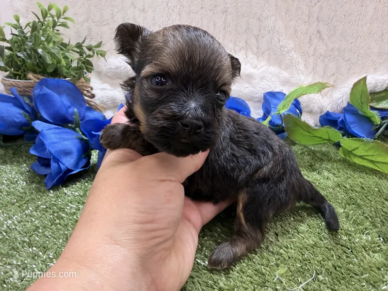 Scout – Havanese puppy for sale in Springfield, MO