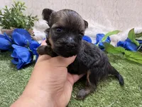 Scout, a male Havanese for sale in Springfield, MO – 1 of 7