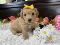 Cassy, a female Havapoo for sale in Springfield, MO – 7 of 10