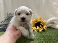 Rowen, a male Maltese for sale in Springfield, MO – 4 of 6