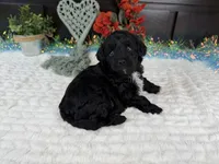 Nolan toy Aussiedoodle , a male Aussiedoodle for sale in Springfield, MO – 2 of 10