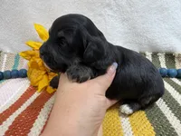 Dexter , a male Havanese for sale in Springfield, MO – 5 of 7
