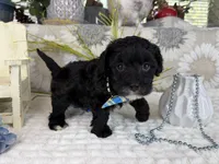 Isaac, a male Havapoo for sale in Springfield, MO – 5 of 10