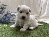 Rowen, a male Maltese for sale in Springfield, MO – 6 of 6