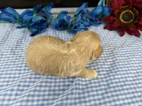 Pickles, a male Havapoo for sale in Springfield, MO – 10 of 10