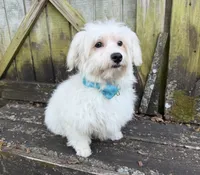 Ben, a male Maltese for sale in Springfield, MO – 2 of 9
