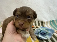 Chip, a male Havanese for sale in Springfield, MO – 2 of 8