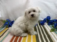 Ben, a male Maltese for sale in Springfield, MO – 5 of 8