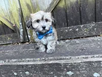 Cole, a male Shichon for sale in Springfield, MO – 4 of 9