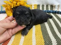 Dexter , a male Havanese for sale in Springfield, MO – 4 of 7