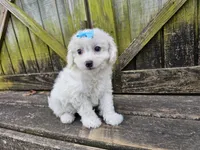 Dream, a female Bichon Frise for sale in Springfield, MO – Photo 6 of 7