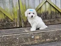 Dream, a female Bichon Frise for sale in Springfield, MO – Photo 7 of 7
