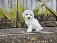 Dream, a female Bichon Frise for sale in Springfield, MO – Photo 5 of 7