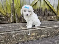 Dream, a female Bichon Frise for sale in Springfield, MO – Photo 4 of 7