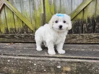 Dream, a female Bichon Frise for sale in Springfield, MO – Photo 2 of 7