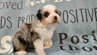 Toy size Conley blue eyes!!!, a male Aussiedoodle for sale in Springfield, MO – 3 of 10