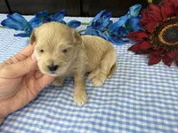 Pickles, a male Havapoo for sale in Springfield, MO – 7 of 10