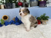 Toy size Clover blue eyes!!, a male Aussiedoodle for sale in Springfield, MO – 4 of 10