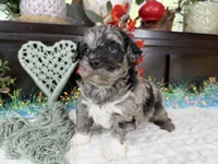 Matrix, a male Aussiedoodle for sale in Springfield, MO – 6 of 10