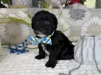 Isaac, a male Havapoo for sale in Springfield, MO – 7 of 10