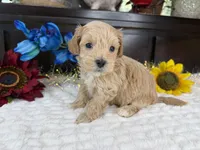 Jace, a male Havapoo for sale in Springfield, MO – 6 of 10