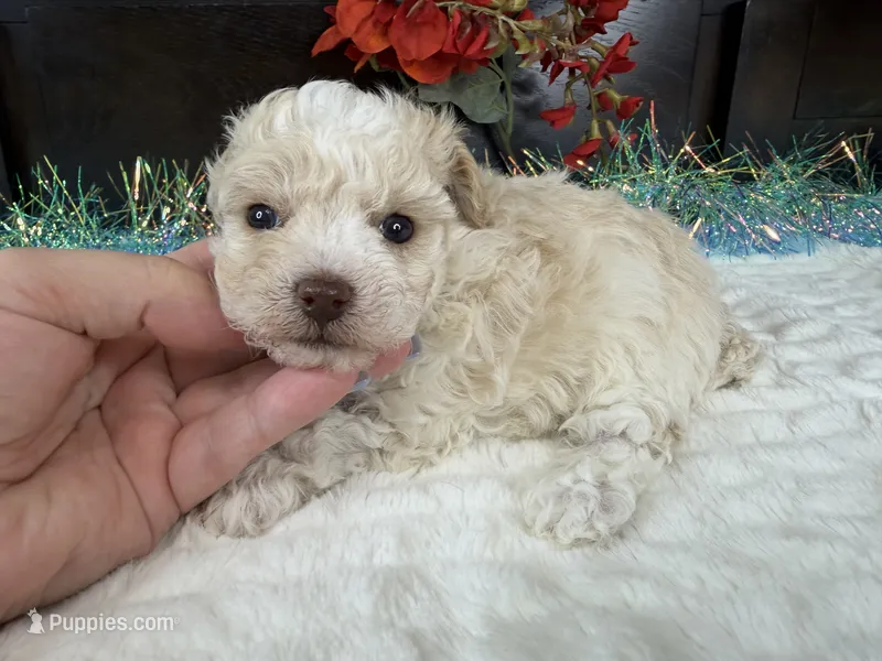 Keeton – Aussiedoodle puppy for sale in Springfield, MO