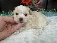 Keeton, a male Aussiedoodle for sale in Springfield, MO – 1 of 9