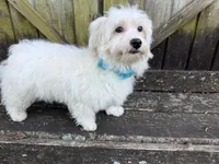 Ben, a male Maltese for sale in Springfield, MO – 6 of 9