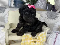 Indie, a female Havapoo for sale in Springfield, MO – 5 of 8
