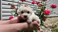 Candy, a male Bichon Frise for sale in Springfield, MO – 3 of 7