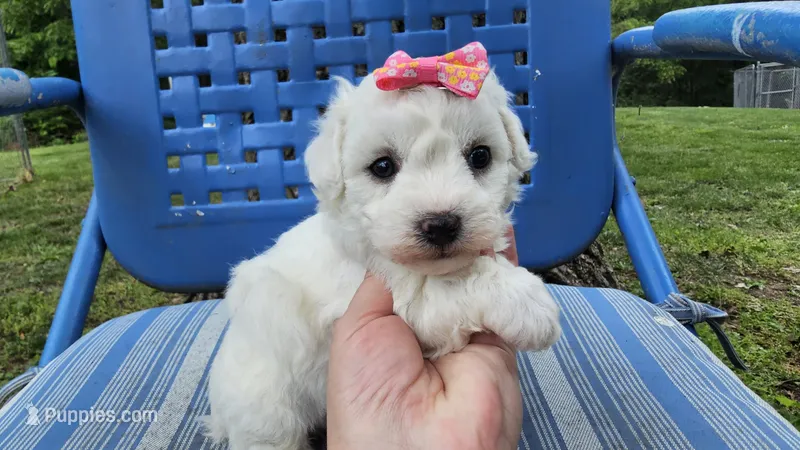 Cindy – Bichon Frise puppy for sale in Springfield, MO