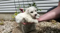 Casper, a male Bichon Frise for sale in Springfield, MO – 6 of 9