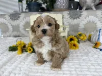 Isaiah , a male Havapoo for sale in Springfield, MO – 10 of 10