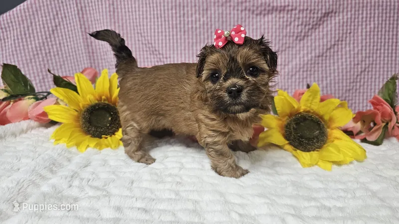 Tiny Lola, a female Shihpoo for sale in Springfield, MO – 1 of 10