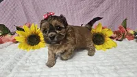 Tiny Lola, a female Shihpoo for sale in Springfield, MO – 9 of 10
