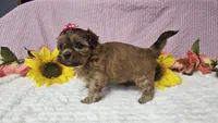 Tiny Lola, a female Shihpoo for sale in Springfield, MO – 8 of 10