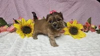 Tiny Lola, a female Shihpoo for sale in Springfield, MO – 7 of 10